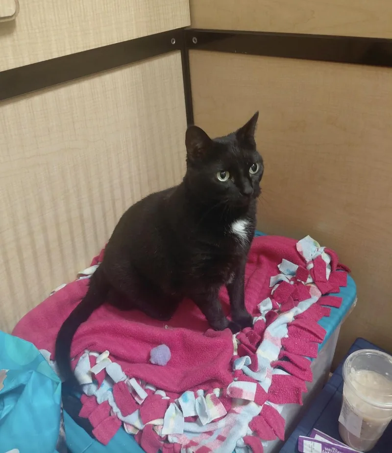 An adult medium-sized female Black & White / Tuxedo Domestic Short Hair cat named Millie for adoption in Wheaton, IL
