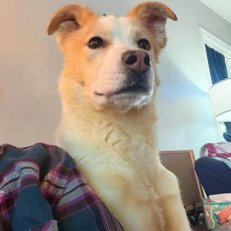 A baby medium-sized female Yellow / Tan / Blond / Fawn Mixed Breed dog named Lilo for adoption in Wichita, KS