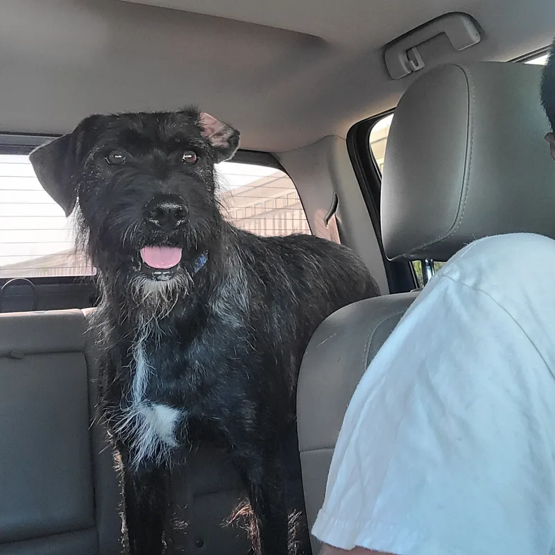 An adult large-sized male Terrier dog named Nico for adoption in Magnolia, TX