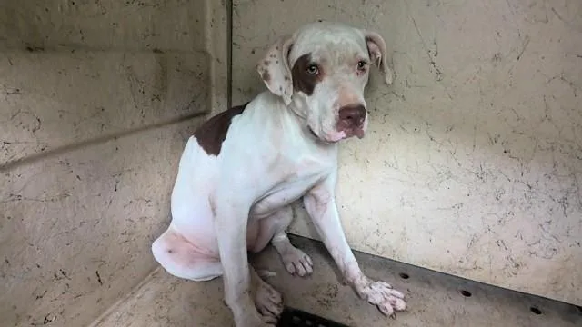 A young medium-sized female American Bulldog dog named Lynn for adoption in Huntsville, AL