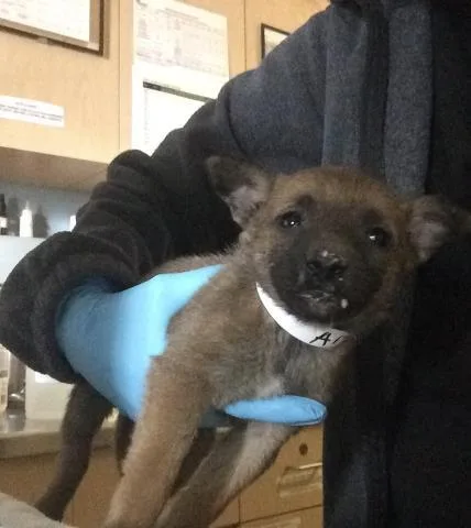 A baby small-sized female Belgian Shepherd / Malinois dog named Mindy for adoption in Riverside, CA