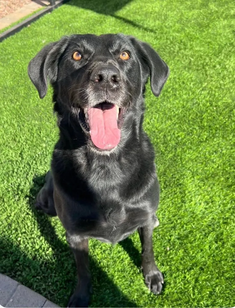 An adult medium-sized female Labrador Retriever dog named Coco for adoption in Heber City, UT