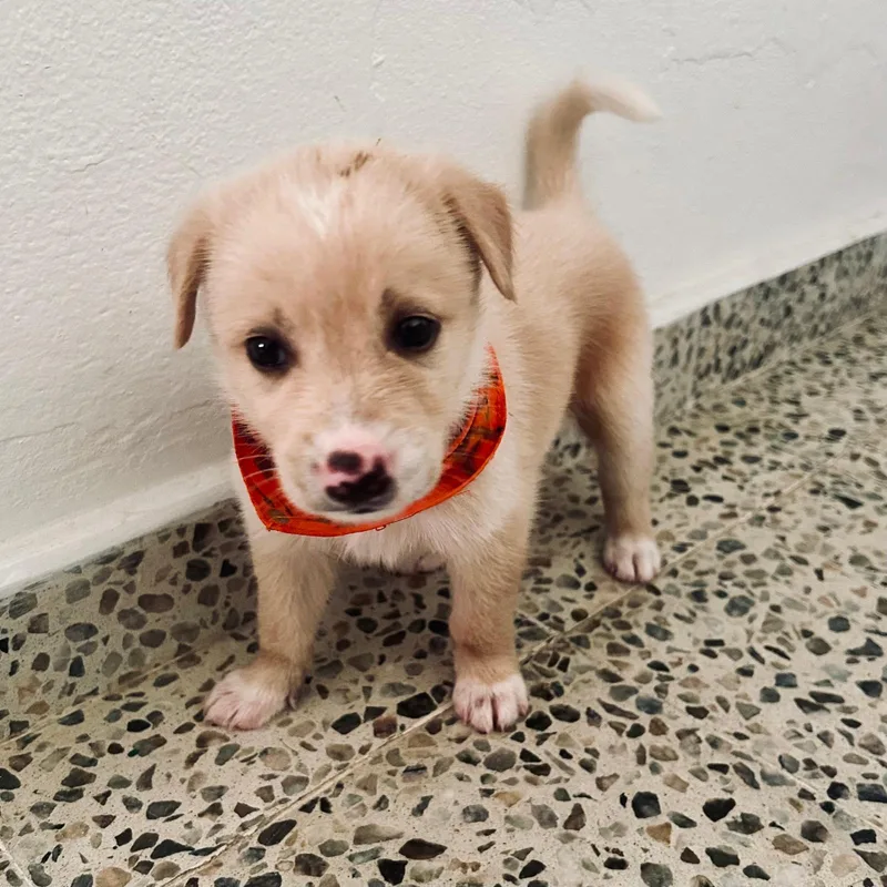 A baby medium-sized male Yellow / Tan / Blond / Fawn Golden Retriever dog named MAX  . lb for adoption in New York, NY