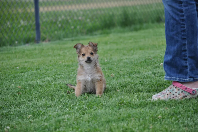 A baby small-sized male Apricot / Beige Pomeranian dog named Darwin for adoption in Union Gap, WA