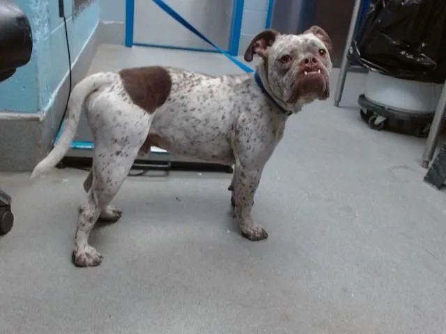 A young medium-sized male American Bulldog dog named Gordo for adoption in Albuquerque, NM