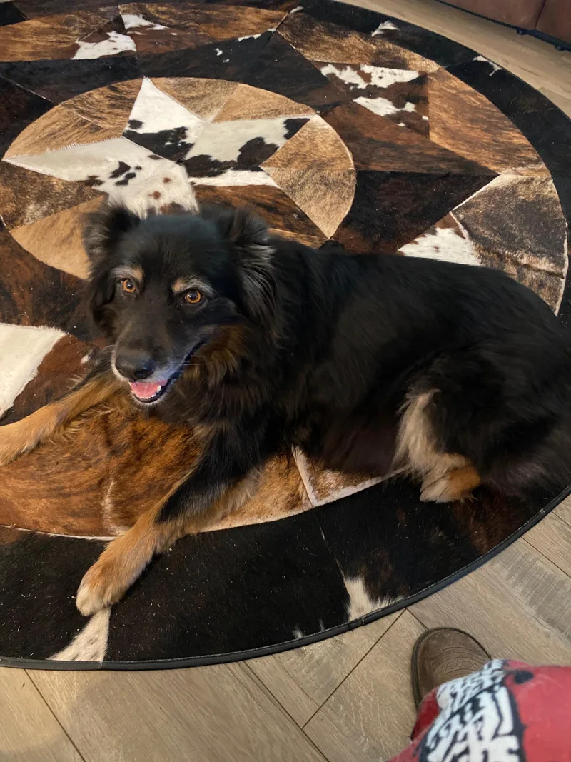 An adult medium-sized female Australian Shepherd dog named Penny for adoption in Coarsegold, CA