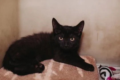 A young small-sized male Domestic Short Hair cat named A Pepperpetco West Ashley for adoption in North Charleston, SC