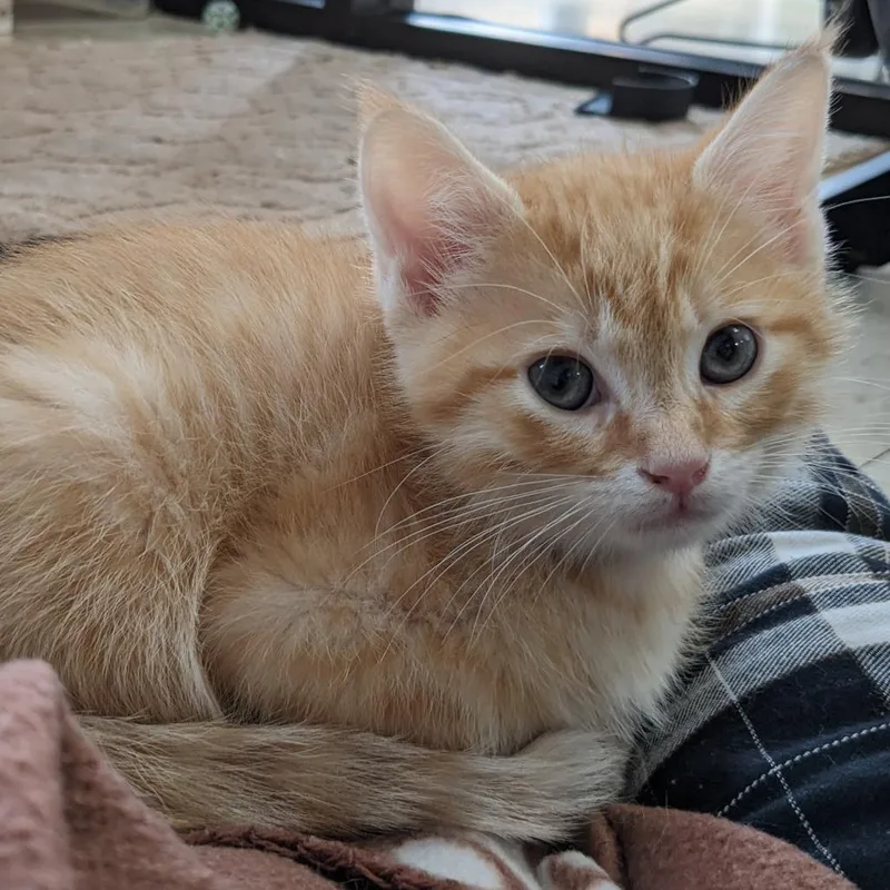 A baby small-sized male Orange / Red Domestic Short Hair cat named Polo Pl for adoption in Union, MO