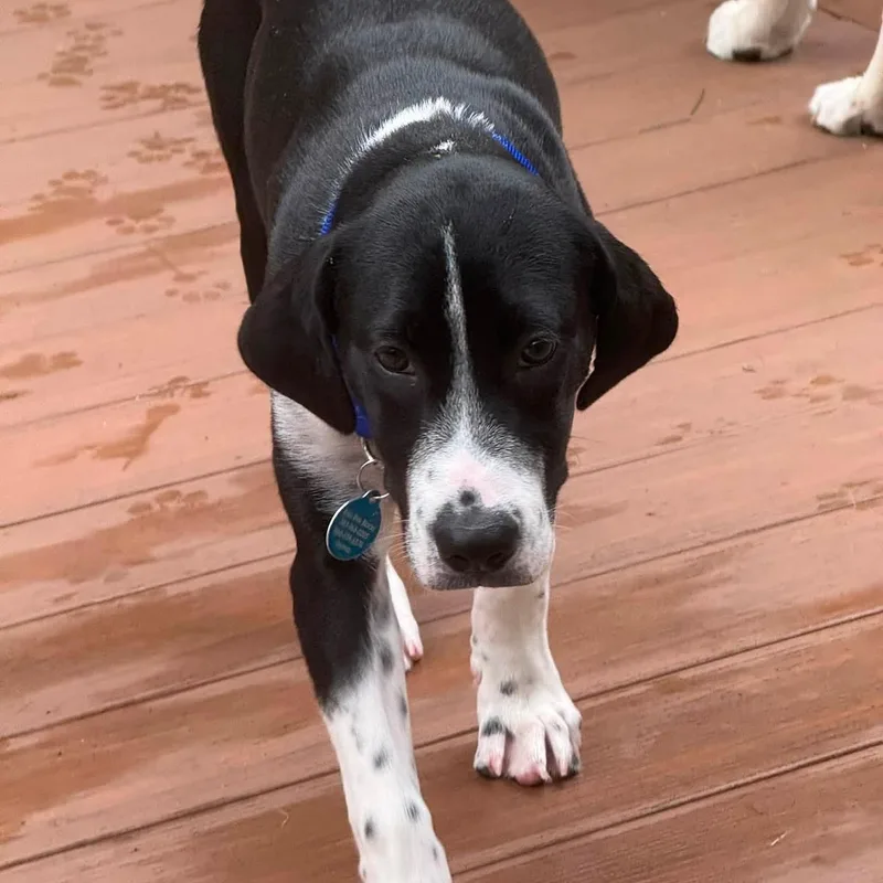A baby medium-sized female Black Labrador Retriever dog named Toffee for adoption in Chatham, NJ