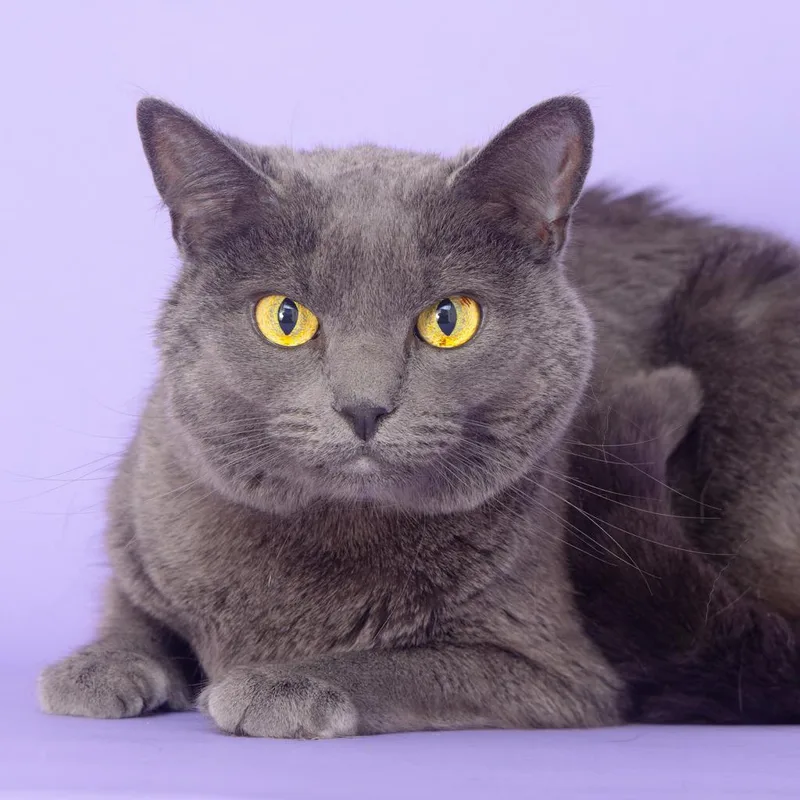 A senior large-sized female Gray / Blue / Silver Domestic Short Hair cat named Auggie for adoption in Franklin, TN