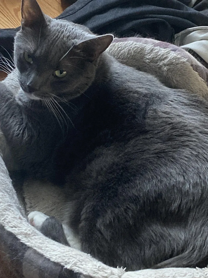 An adult medium-sized male Gray & White Domestic Short Hair cat named Bruce for adoption in Somerville, MA