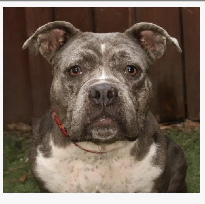 A young medium-sized female English Bulldog dog named Rosie for adoption in Fort Pierce, FL