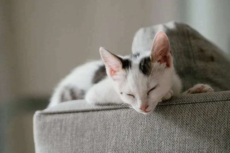 A young small-sized male Domestic Short Hair cat named Oliver for adoption in Orlando, FL