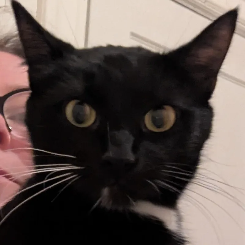A young medium-sized female Black Domestic Short Hair cat named Sofia for adoption in Wyandotte, MI