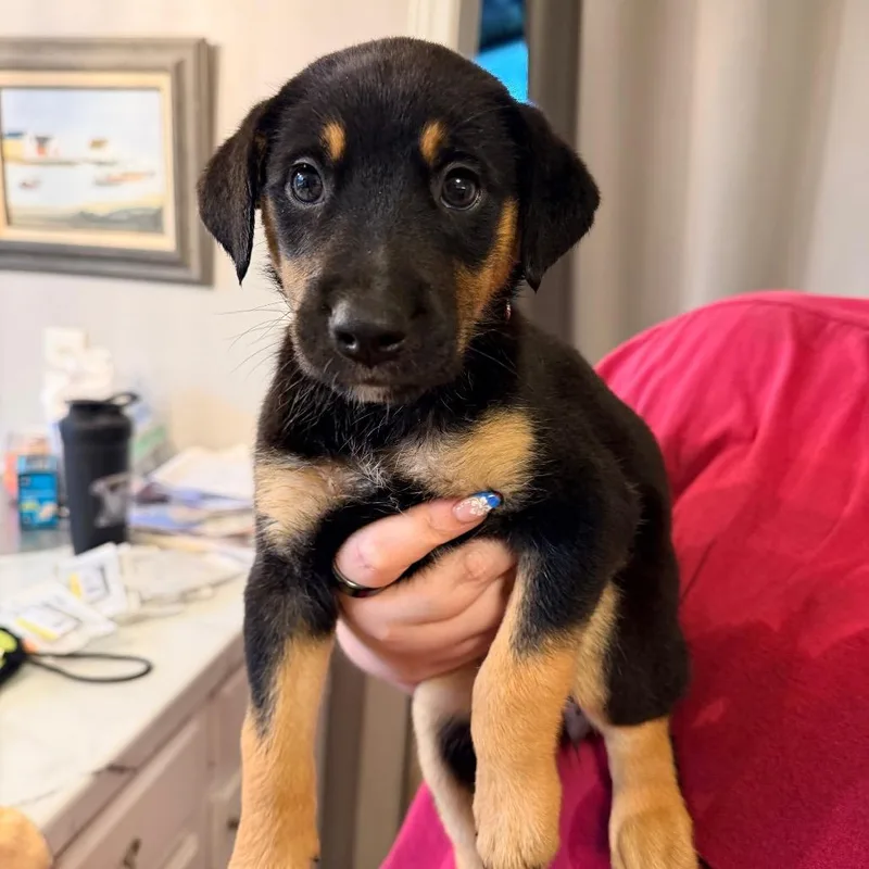 A baby medium-sized female Black German Shepherd Dog dog named Juliet for adoption in Saint John, IN