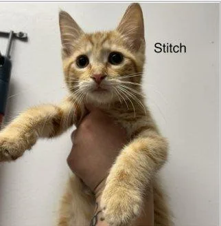 Stitch