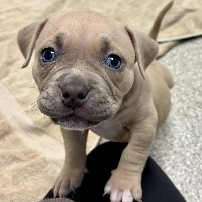 A baby medium-sized female American Bulldog dog named Saturday for adoption in Whitehall, PA