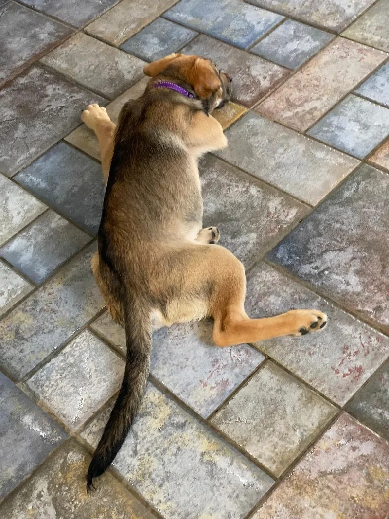 Max Aka Grumpy thumbnail 4