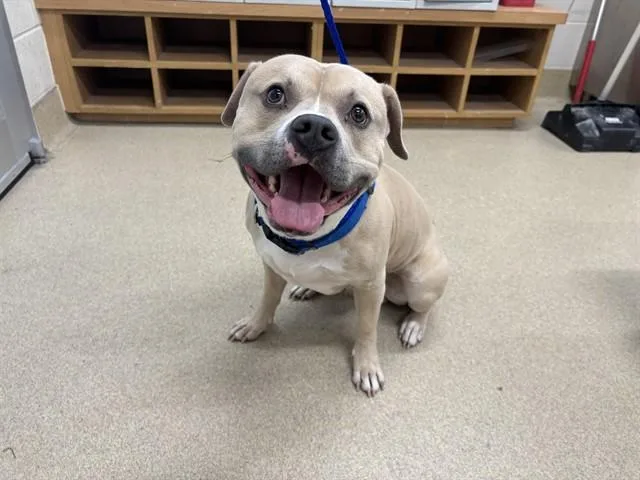 A young large-sized male American Staffordshire Terrier dog named Hubba Bubba for adoption in Grand Prairie, TX