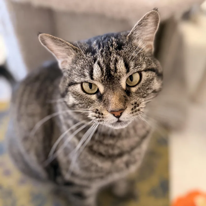 An adult medium-sized female Tabby (Brown / Chocolate) Domestic Short Hair cat named Maggie for adoption in St. Louis, MO