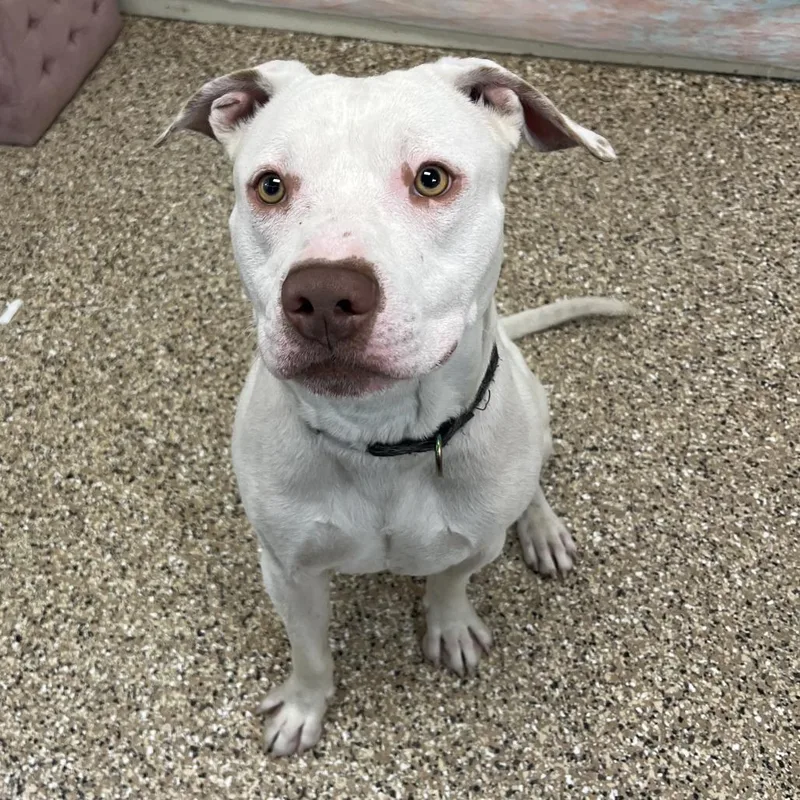 An adult medium-sized male White / Cream Mixed Breed dog named Baymax for adoption in Cheyenne, WY