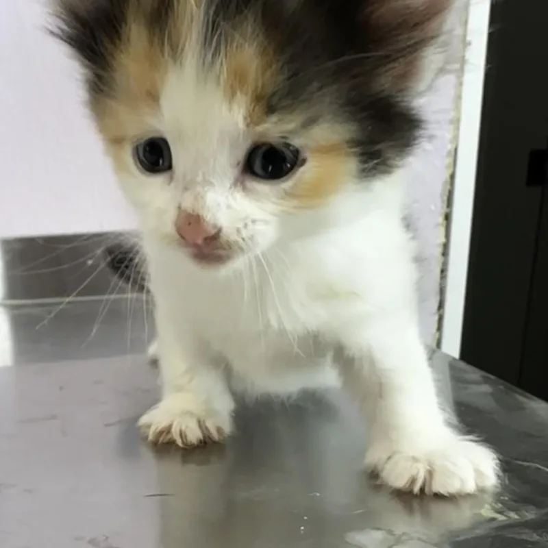 A baby small-sized female Calico Domestic Short Hair cat named Eloise for adoption in Grinnell, IA