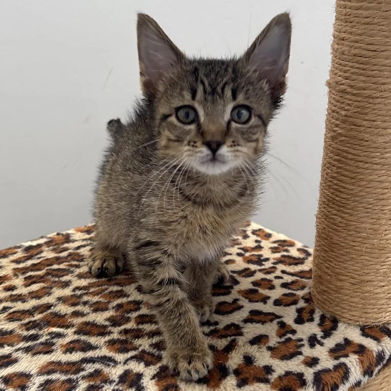 A baby small-sized male Brown / Chocolate Domestic Short Hair cat named Baby Sinead Bonded for adoption in Naperville, IL