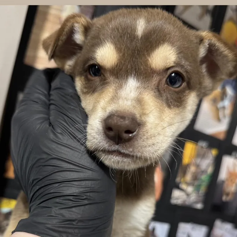 A baby small-sized female Brown / Chocolate Mixed Breed dog named Famotidine for adoption in Buffalo, MN
