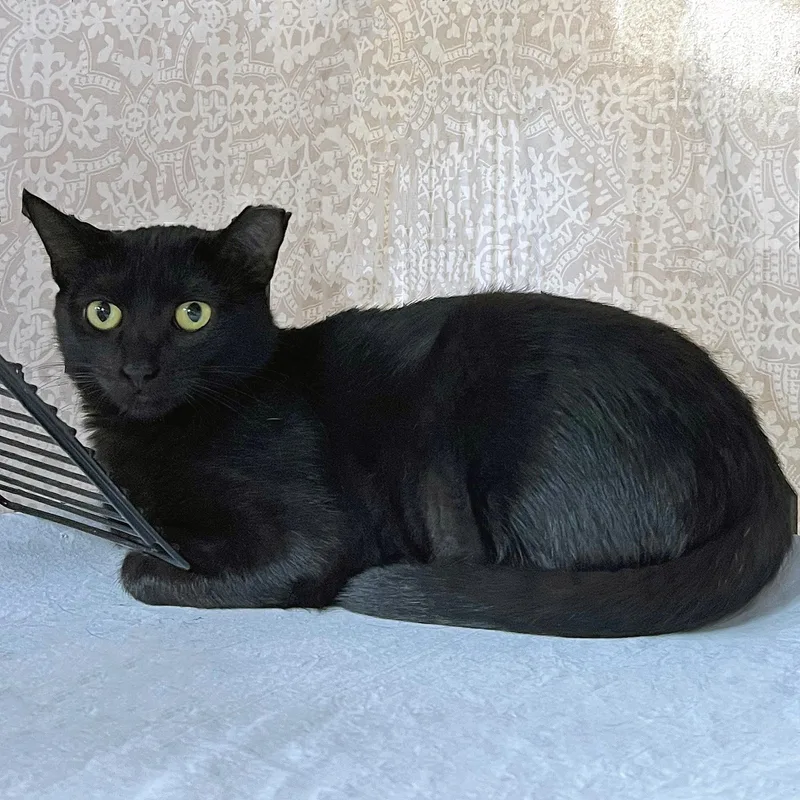 A baby small-sized female Domestic Short Hair cat named Coraline for adoption in St. Louis, MO