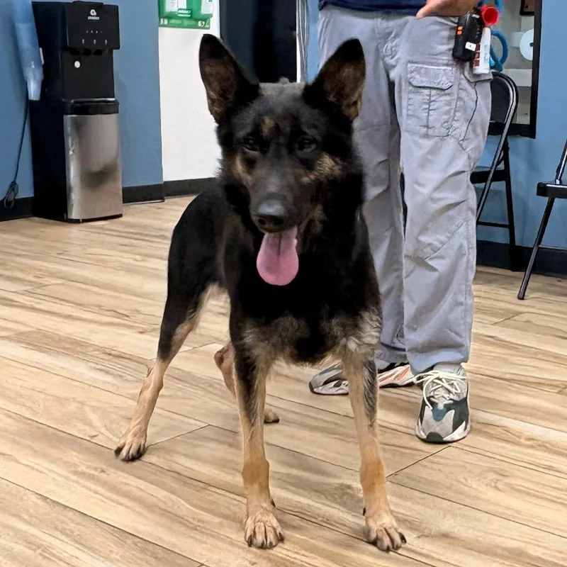 An adult large-sized female Black German Shepherd Dog dog named Princesa for adoption in Newark, NJ