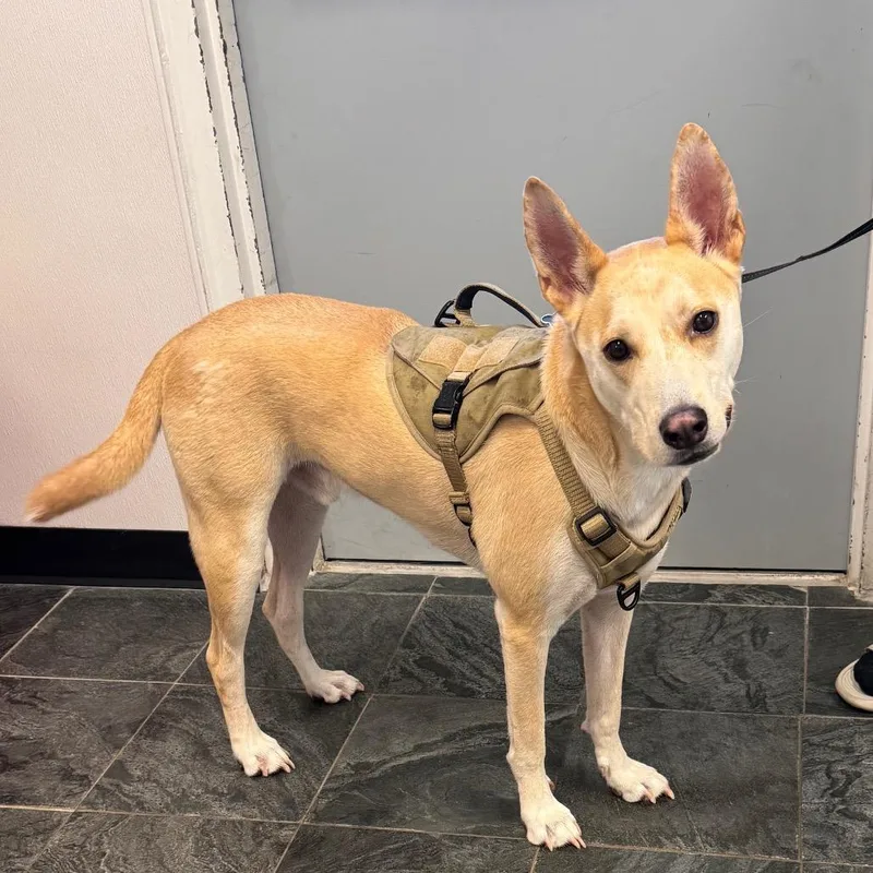 An adult medium-sized male White / Cream Husky dog named Marley for adoption in Tampa, FL
