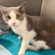 A young medium-sized female White Domestic Short Hair cat named Meme for adoption in Shinnston, WV