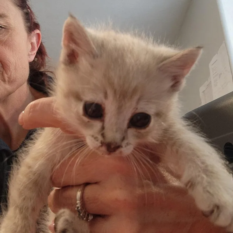A baby small-sized male Domestic Short Hair cat named Prada for adoption in Talent, OR