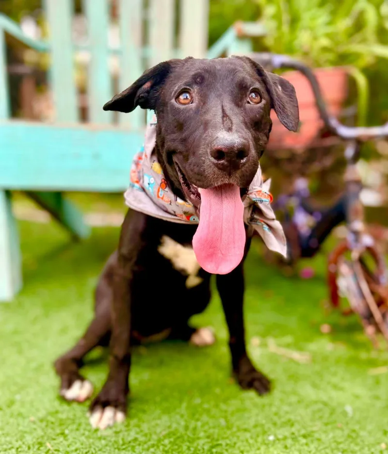 A young medium-sized female White / Cream Labrador Retriever dog named Black Widow for adoption in Gregory, TX