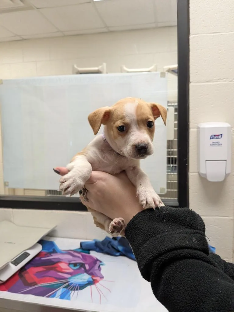 A baby medium-sized female Terrier dog named Pinkie Pie for adoption in Madison, GA
