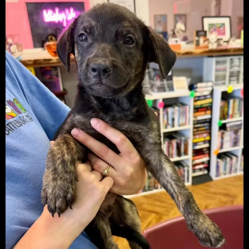 A baby medium-sized male Labrador Retriever dog named Stitch for adoption in Semmes, AL