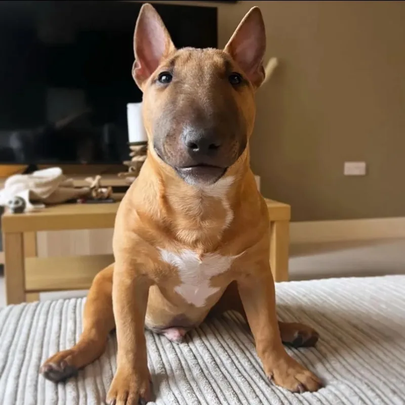 A young medium-sized male Bull Terrier dog named Cameron for adoption in Newmanstown, PA