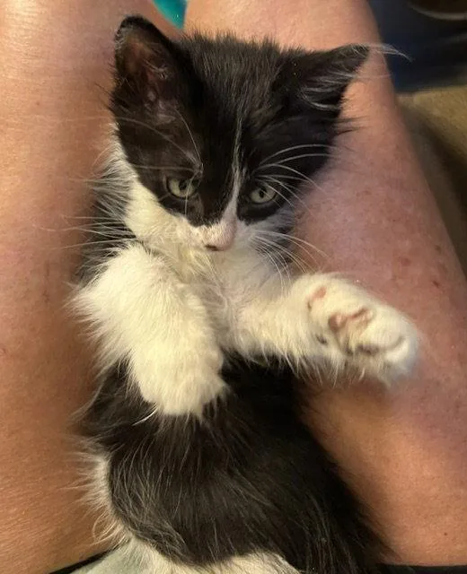 A baby medium-sized male Black & White / Tuxedo Domestic Medium Hair cat named Charlie for adoption in Orlando, FL