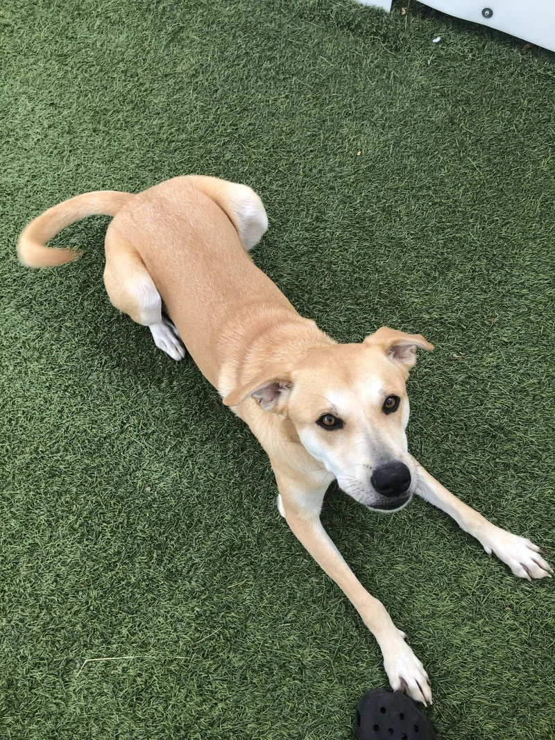 A young medium-sized female Labrador Retriever dog named Buttercup As Sweet As for adoption in Oakhurst, NJ