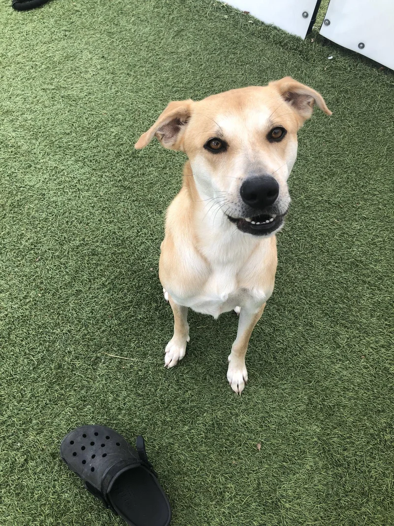 Buttercup As Sweet As thumbnail 2