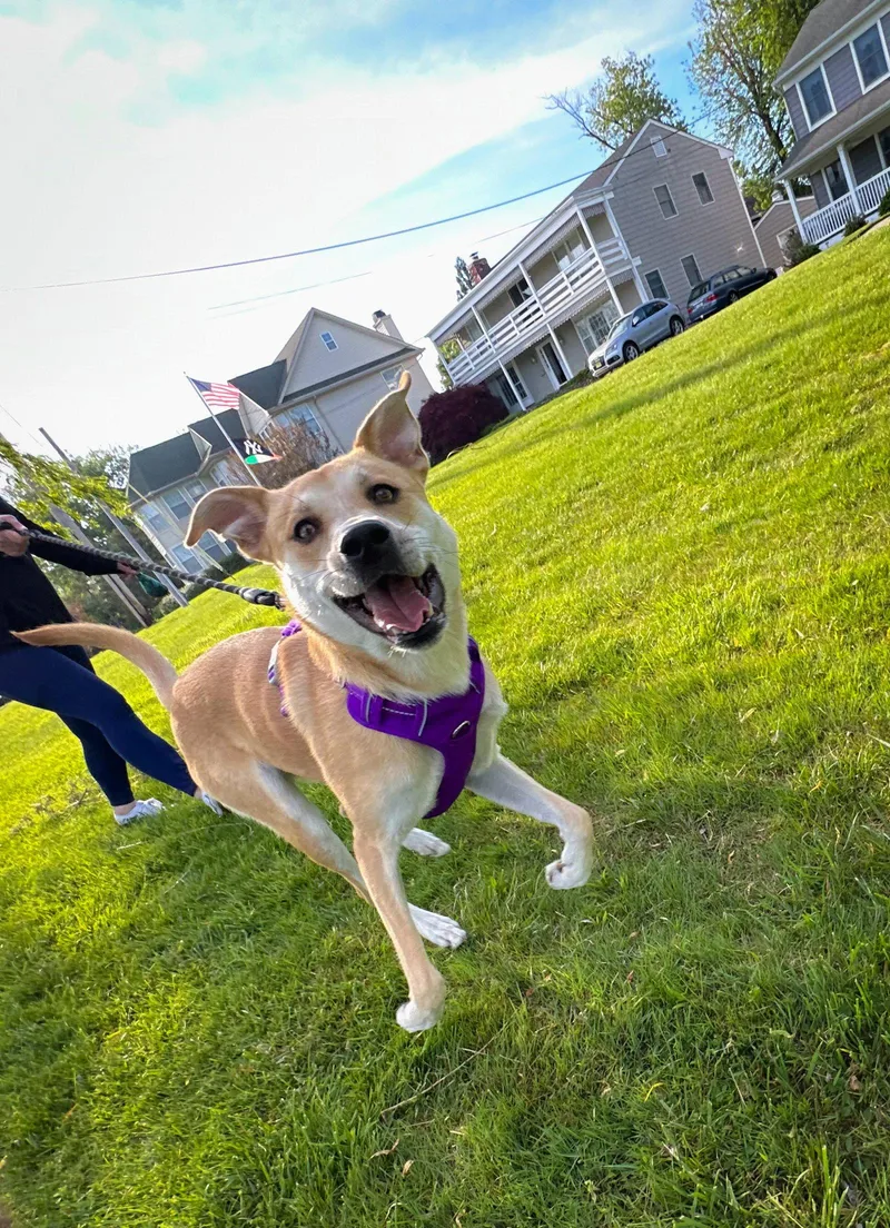 Buttercup As Sweet As thumbnail 3