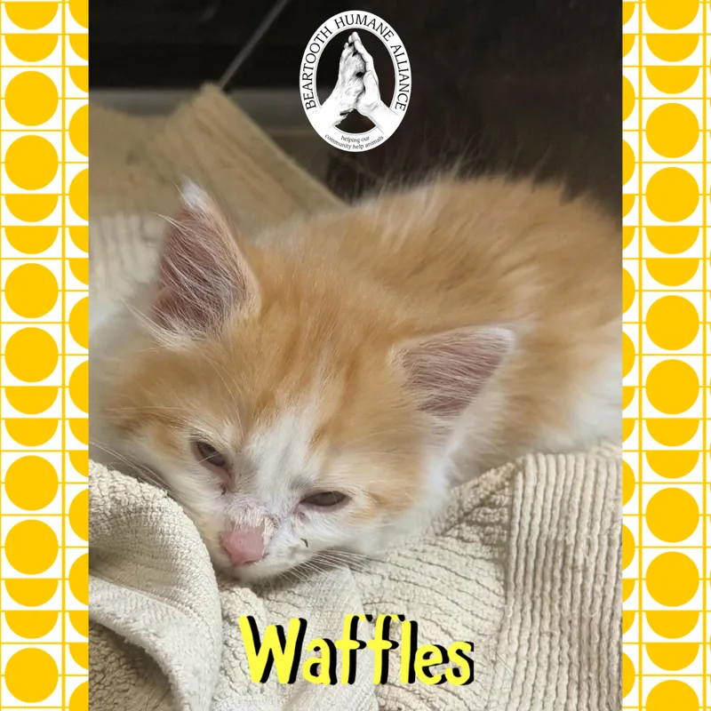 Waffles thumbnail 2