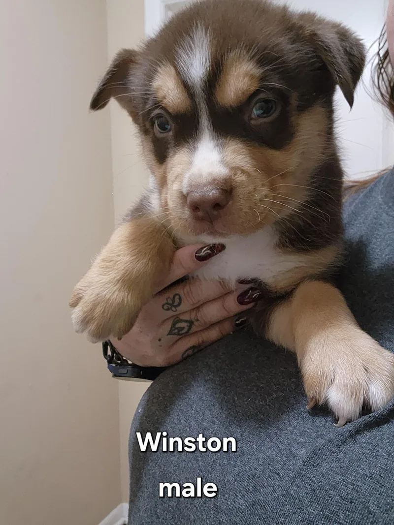 A baby medium-sized male Brown / Chocolate Australian Kelpie dog named Winston for adoption in Watertown, CT