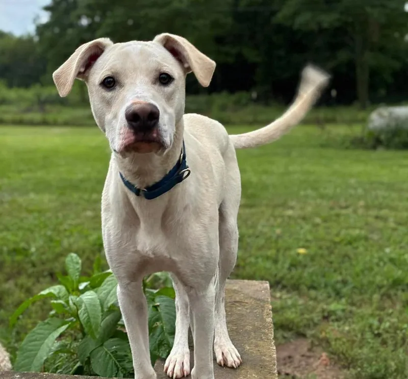 A baby medium-sized male Pit Bull Terrier dog named Reese Puff for adoption in Lexington, KY