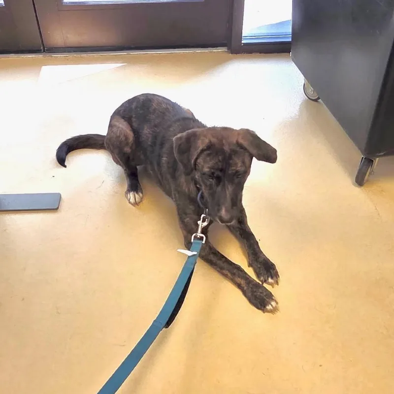 An adult medium-sized female Brindle Hound dog named Millipede for adoption in Jersey City, NJ