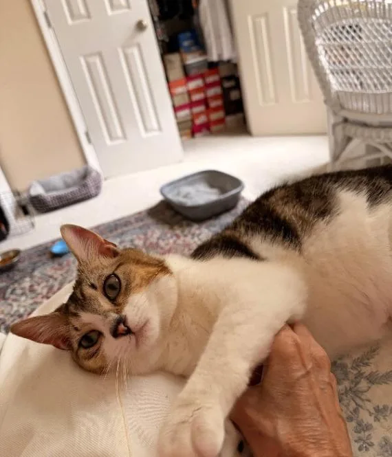 An adult medium-sized male Tabby (Brown / Chocolate) Domestic Short Hair cat named Geoff for adoption in Marietta, GA