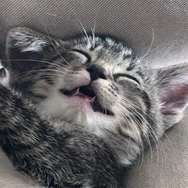A baby medium-sized female Tabby (Tiger Striped) Tabby cat named Joan Jett for adoption in Sacramento, CA