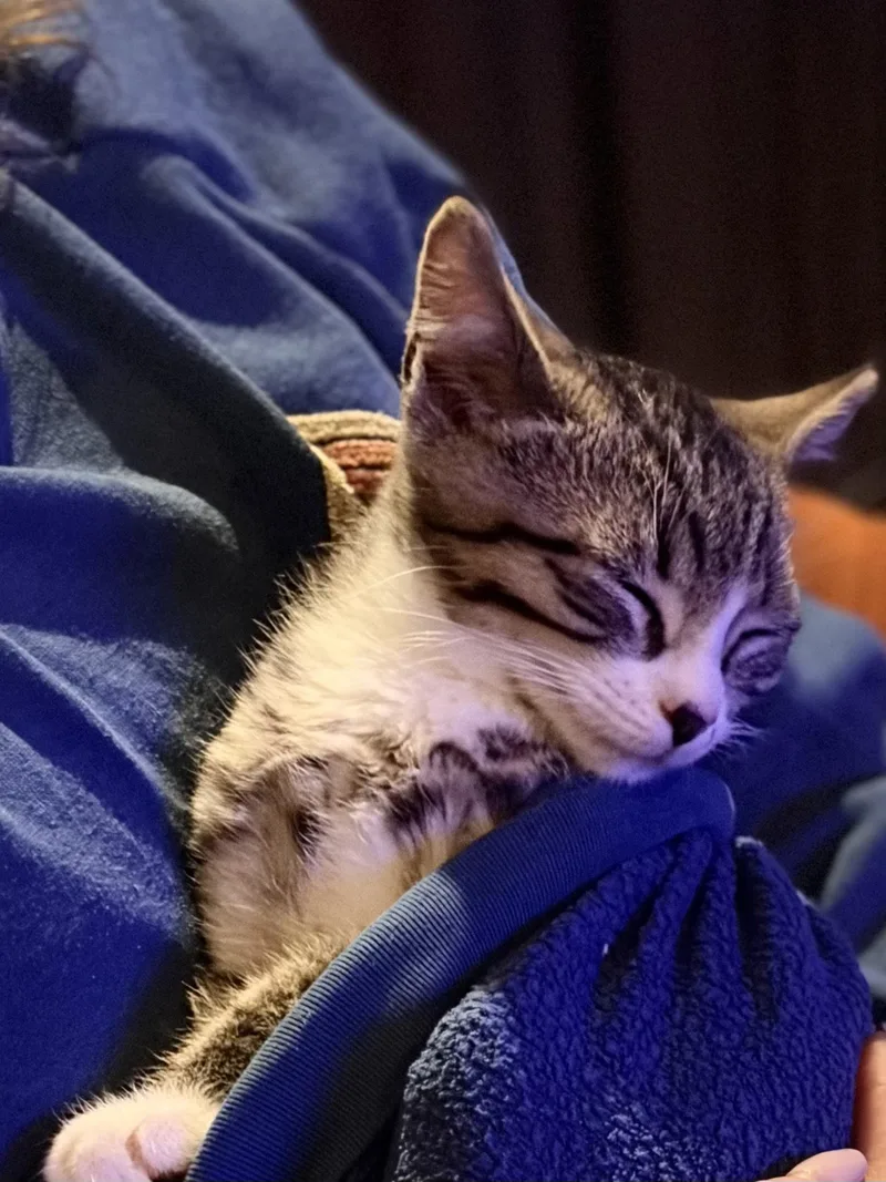 A baby medium-sized male Domestic Short Hair cat named Dewey for adoption in Broomall, PA