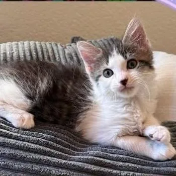 A baby small-sized female White Domestic Medium Hair cat named Princess Donut for adoption in Orangevale, CA