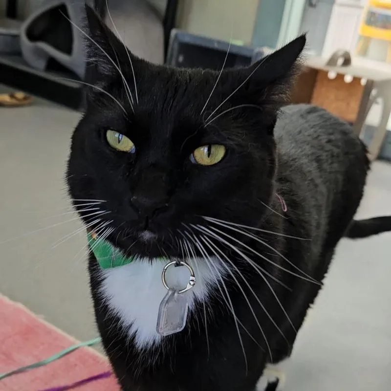 An adult large-sized male Black Domestic Short Hair cat named Toshi for adoption in Lakewood, CO